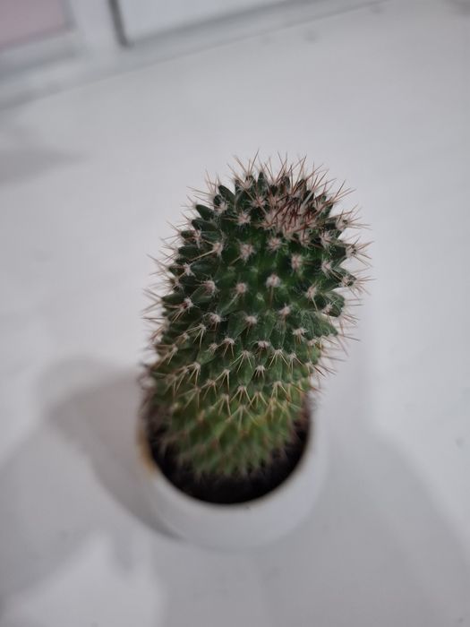 Продам цветок Кактус