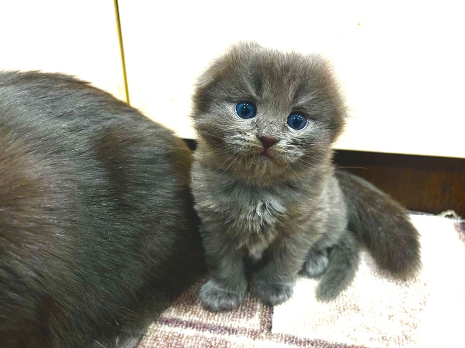 Котята скотиш  фолд