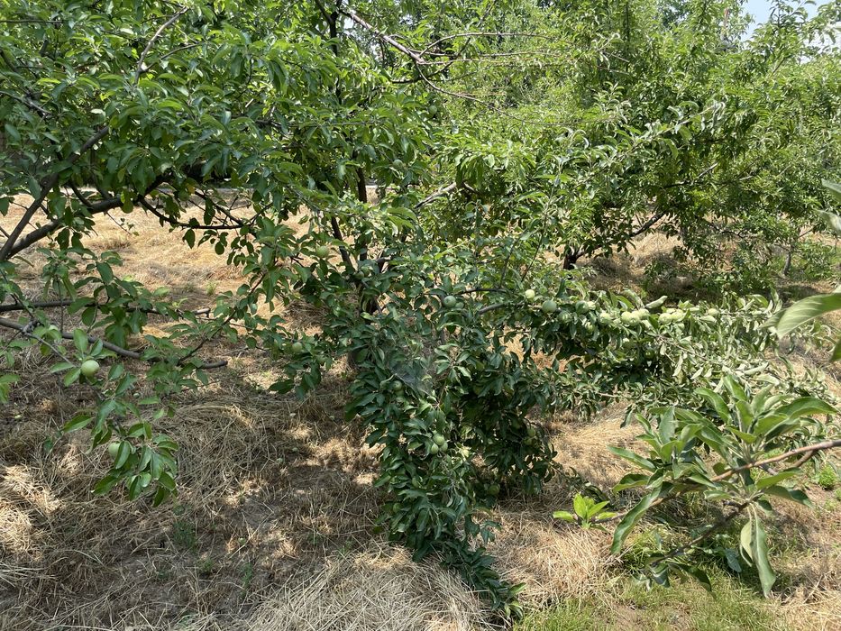 Oq toshda yer sotiladi