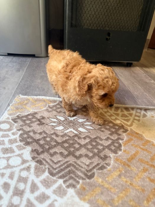 Toy pudel momçe i momiçe