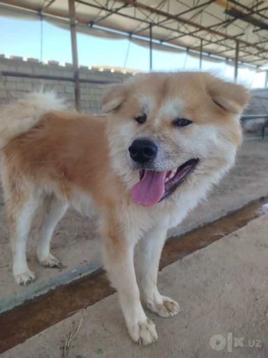 Собака кучук dog