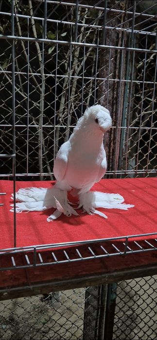 Голубы маладёжжжж