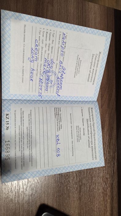 Продам щинка Чихуахуа