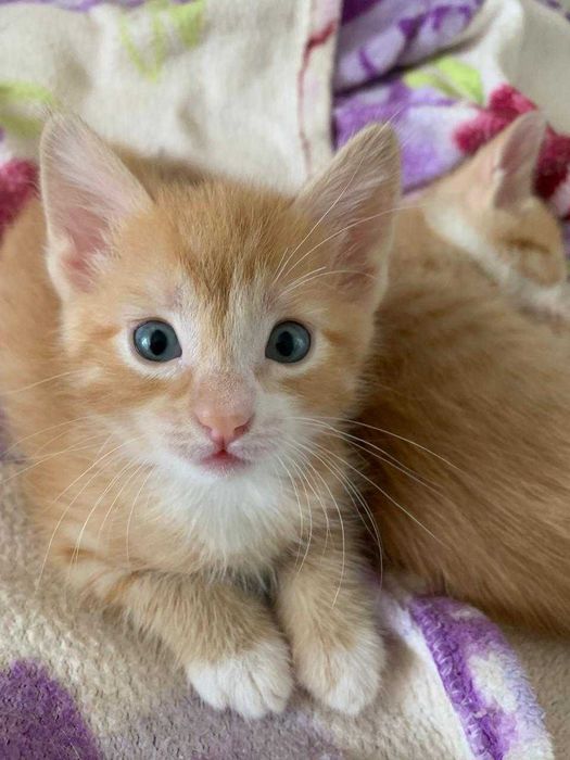 Рыжие котята на продажу