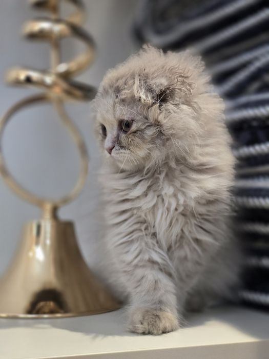 Продаётся очаровательная кошечка Scottish Fold Highland. 3-месячная.
