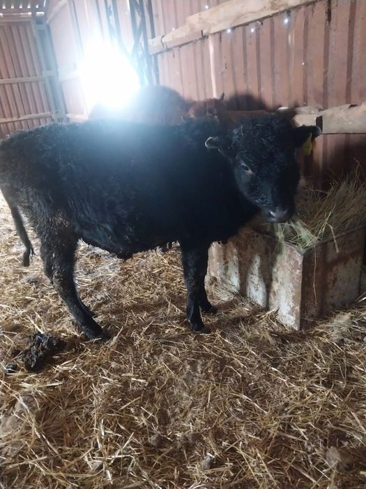 Продам КРС (бычки, 6 голов, 9-11мес))