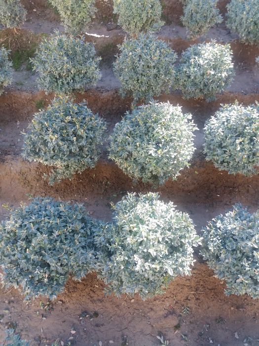 Шамшод кучатлари сотилади.