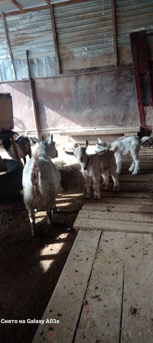 Альпи еркек лақ 15 мың