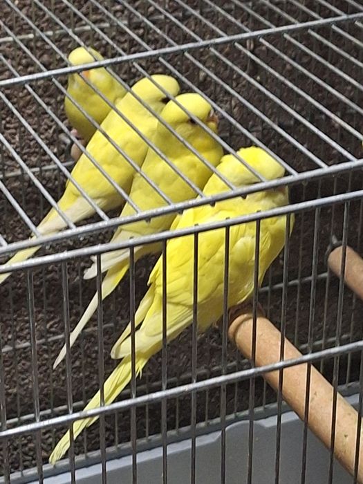 Papagali rosella, nimfe, peruși