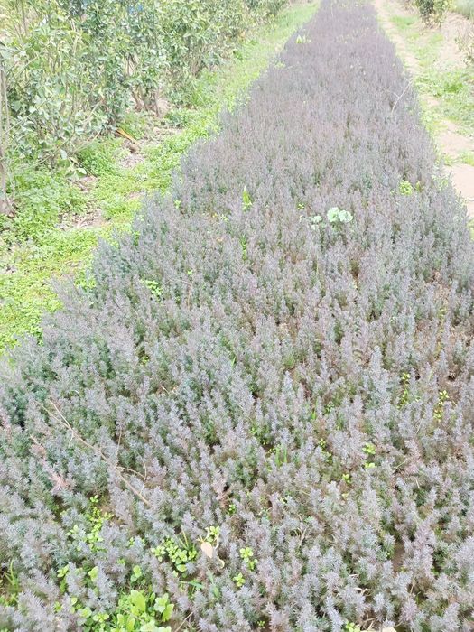 Tuya, sasna, majavinik kochatlari va chirmashib osuvchi tok gul