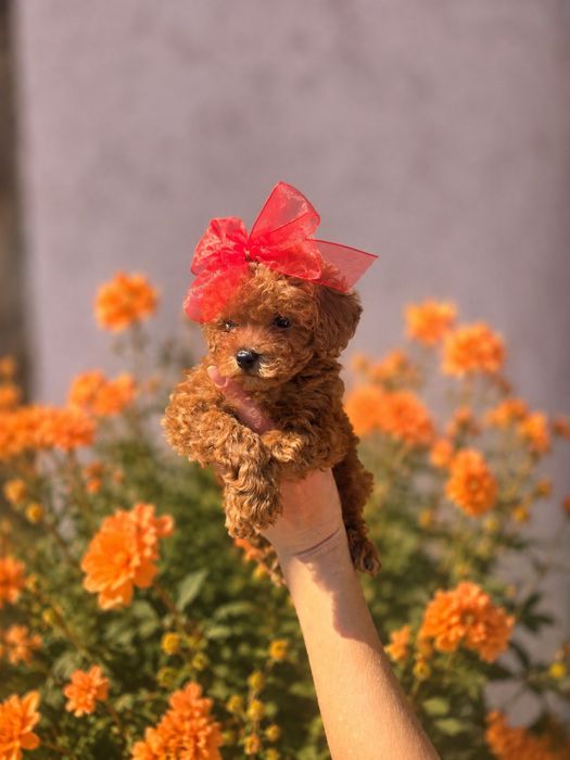Пудел  Той /Poodle toy/