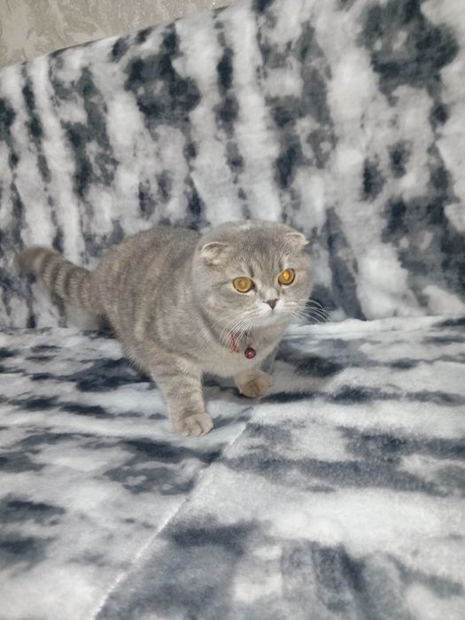 Mushuk SOTLADI yoki alshladi