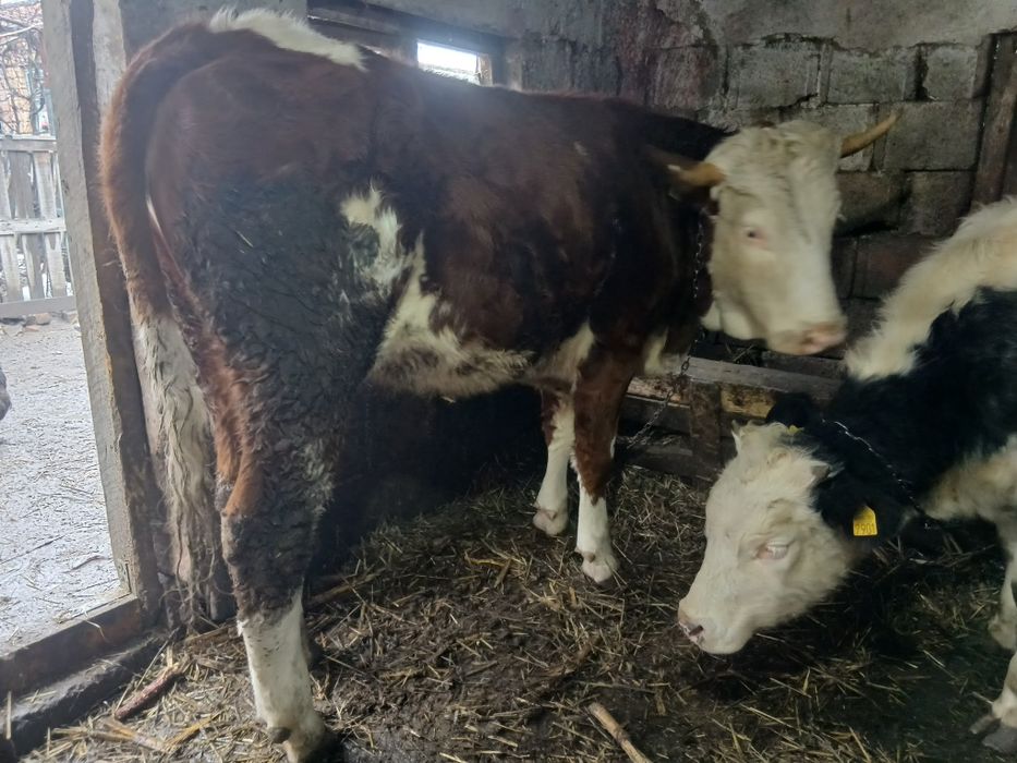 De vânzare! Junincă si vitea