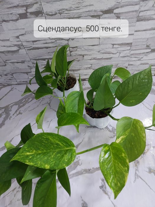 Комнатные растения.