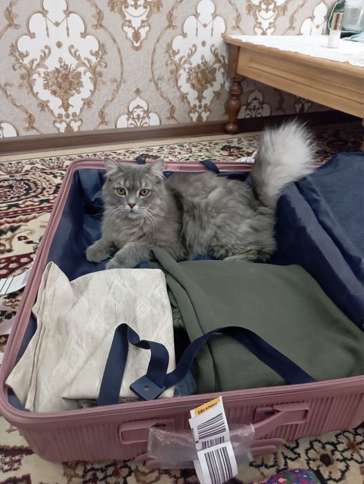 Длинношерстная    Шиншилла