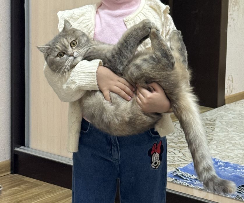 Отдам даром котят в заботливые руки