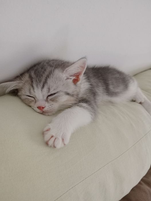 Британ. Котенок (девочка)