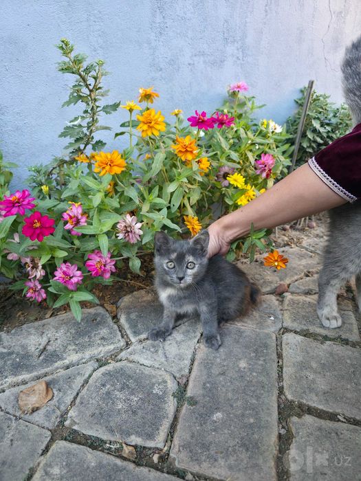 Уникальная девочка котёнок