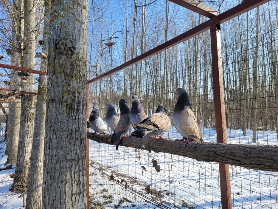 Vând porumbei Cauchois