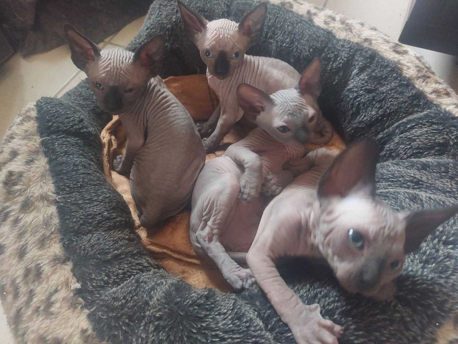 Канадски Сфинкс