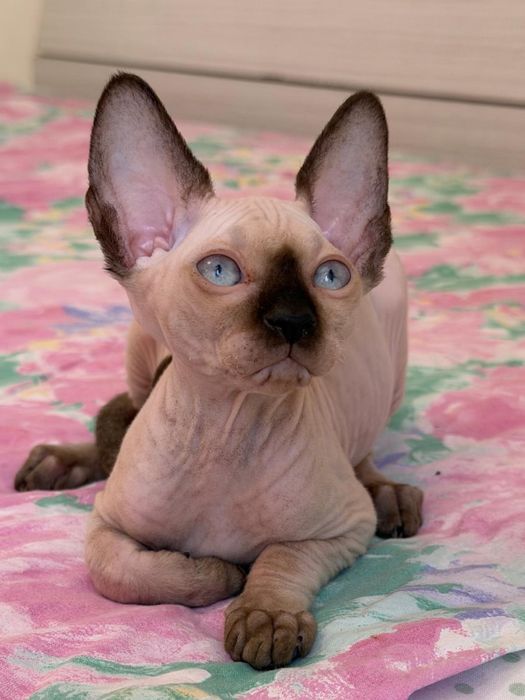 Puiuți Canadian Sphynx disponibili – pedigree WCF
