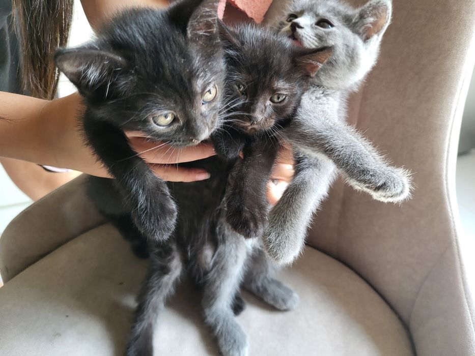 Котята бесплатно