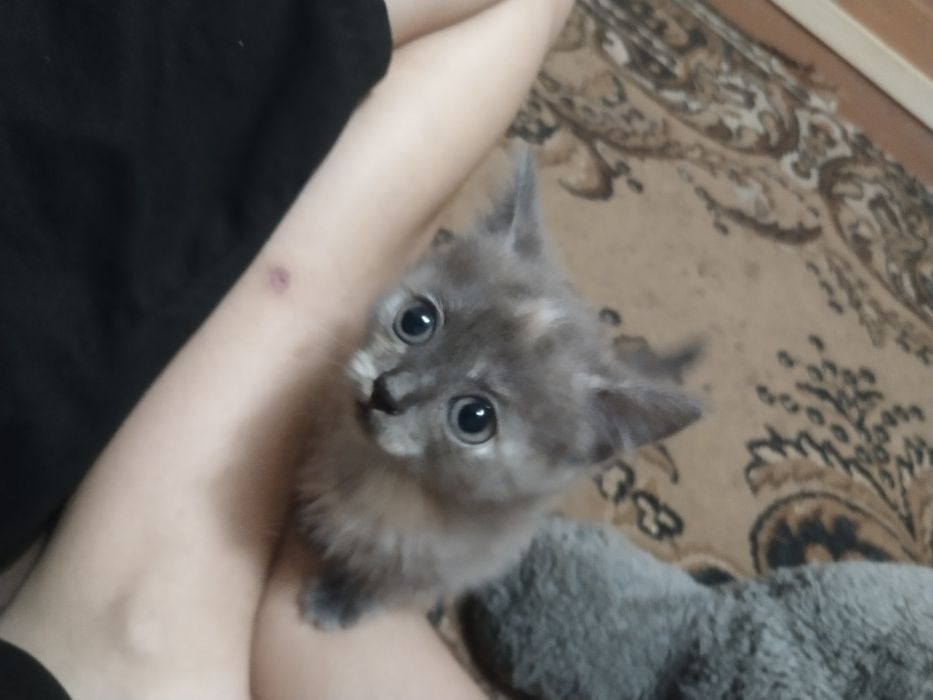 Котёнок в добрые руки