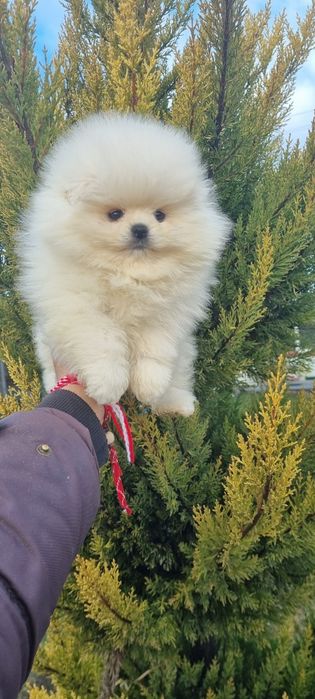 Померан  мини померанче