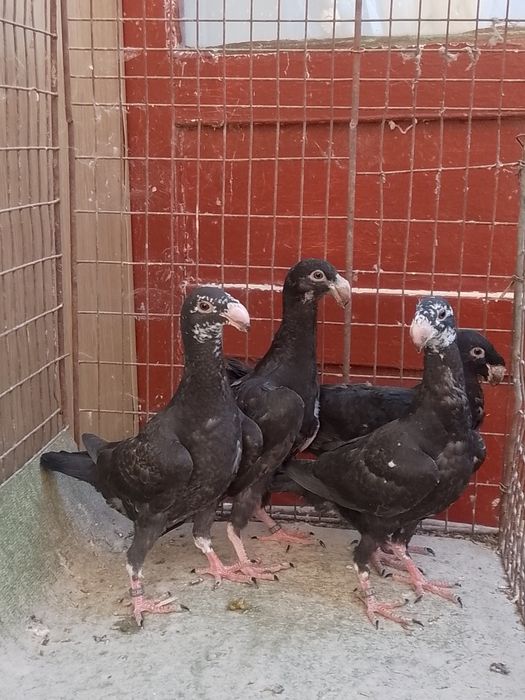 Voiajori germani tineri și maturi