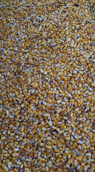 Porumb băgat în saci de 30kg