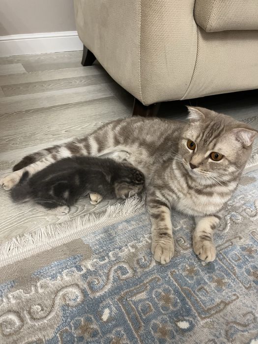 Шотландская прямоухая