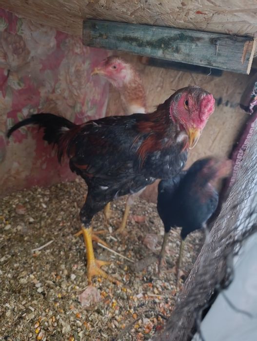 Дакан продам  только продажа