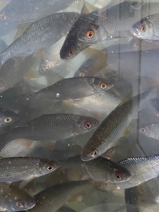 Живец чебак 100 тенге