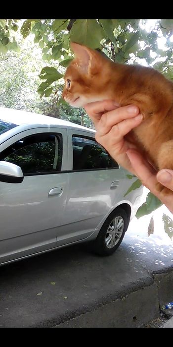 Продаётся котёнок