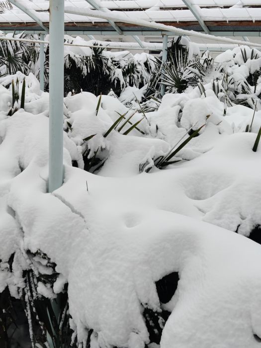 Palma (трйох корпус) qishda sovuq urmaydigan sort. Sotiladi