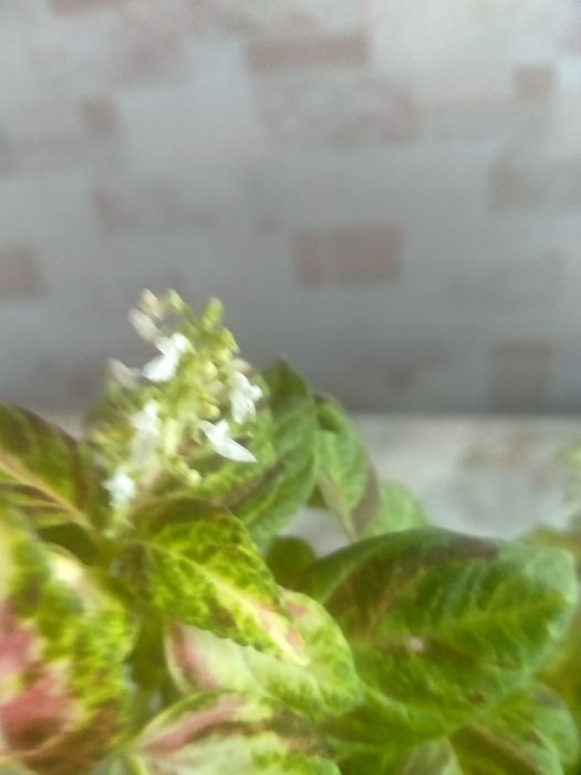 Цветы комнатные  цветущие