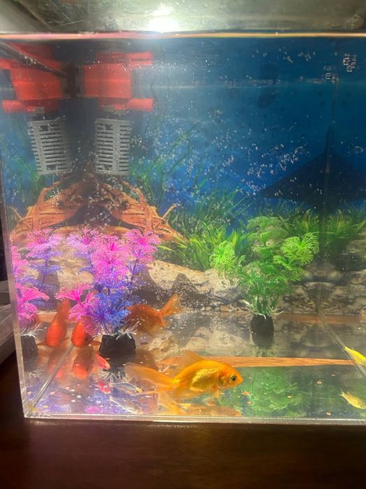 Akvarium baliglari bilan