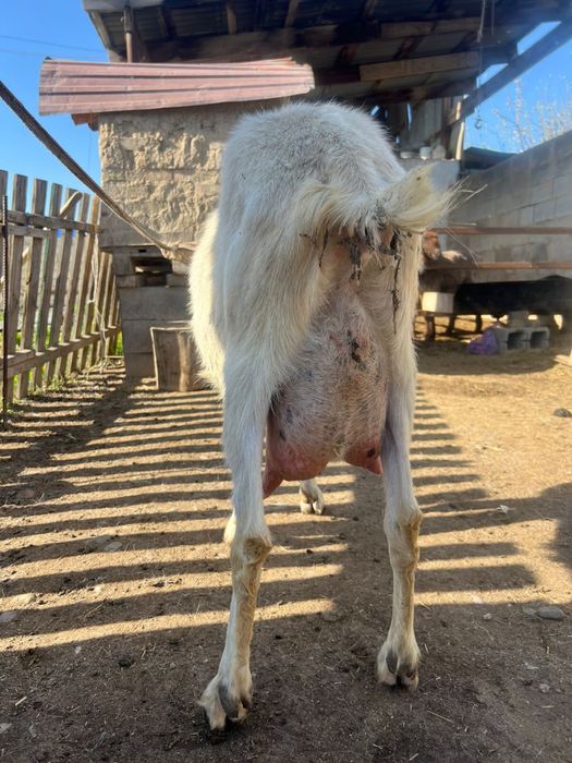 Продам козу с козлёном срочно