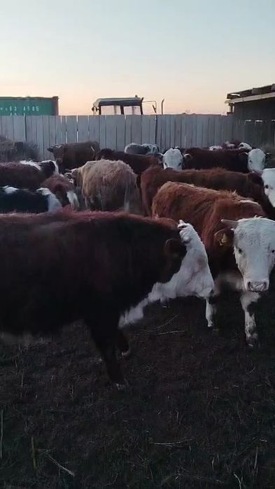 Откорм букалар 65бас