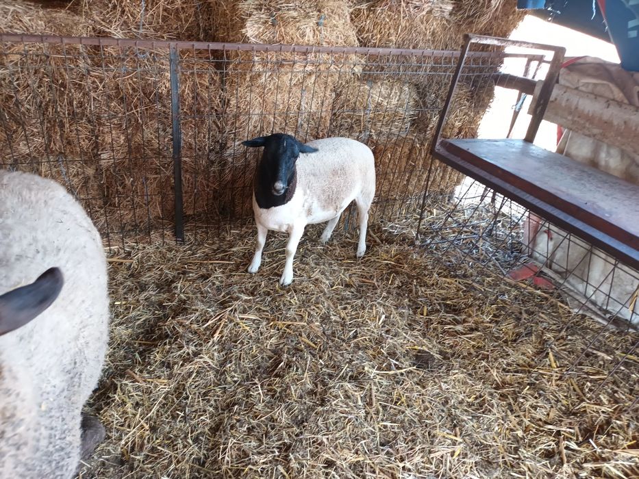 Vând oi dorper și berbeci !