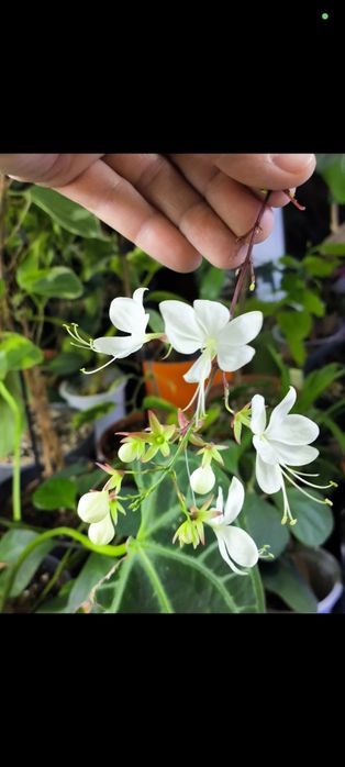 Клеродендрум Шмидта