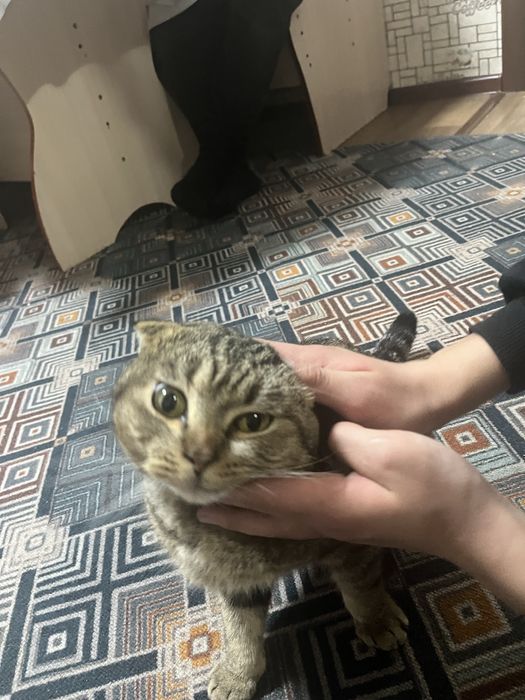 Шатлаская вислаухи