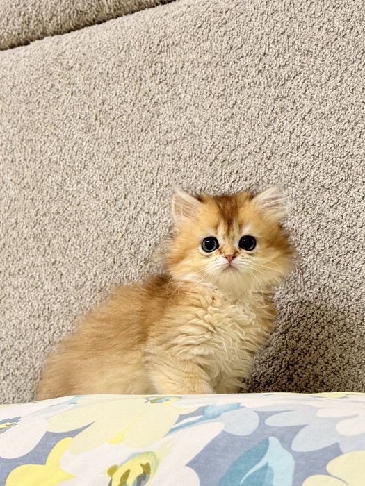 На продаже элитные котятки
