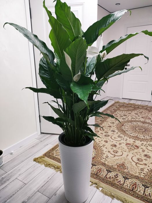 Комнатные растения. Доставка