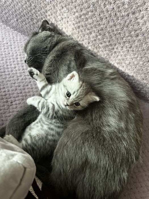 Красивый котенок