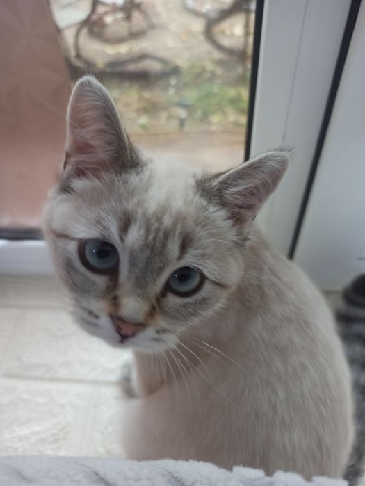 Британская кошка четырех месячная