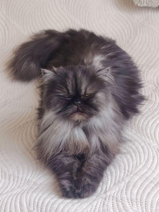 Подарявам котка персийска