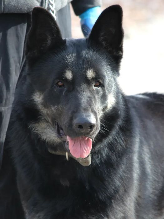 Щенки ВЕО с документами СКК