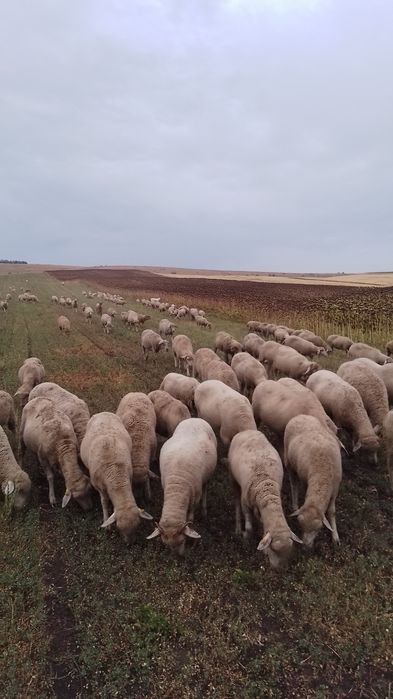 Vind 200 de oi merinos de Palas