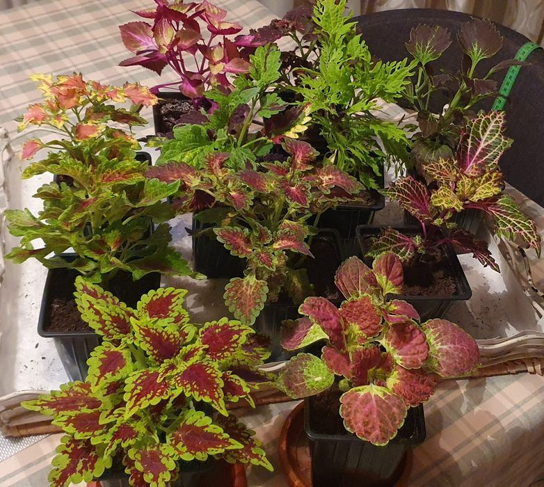 Колеусы сортовые